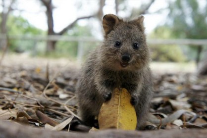 Any excuse to use a picture of a quokka will do, so here's one I prepared earlier.